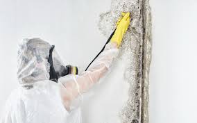 Environmental Consulting for Mold Prevention in Mulberry, IN